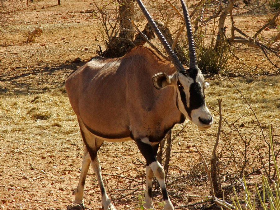 Oryx(beinig)