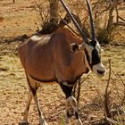 Oryx(beinig)