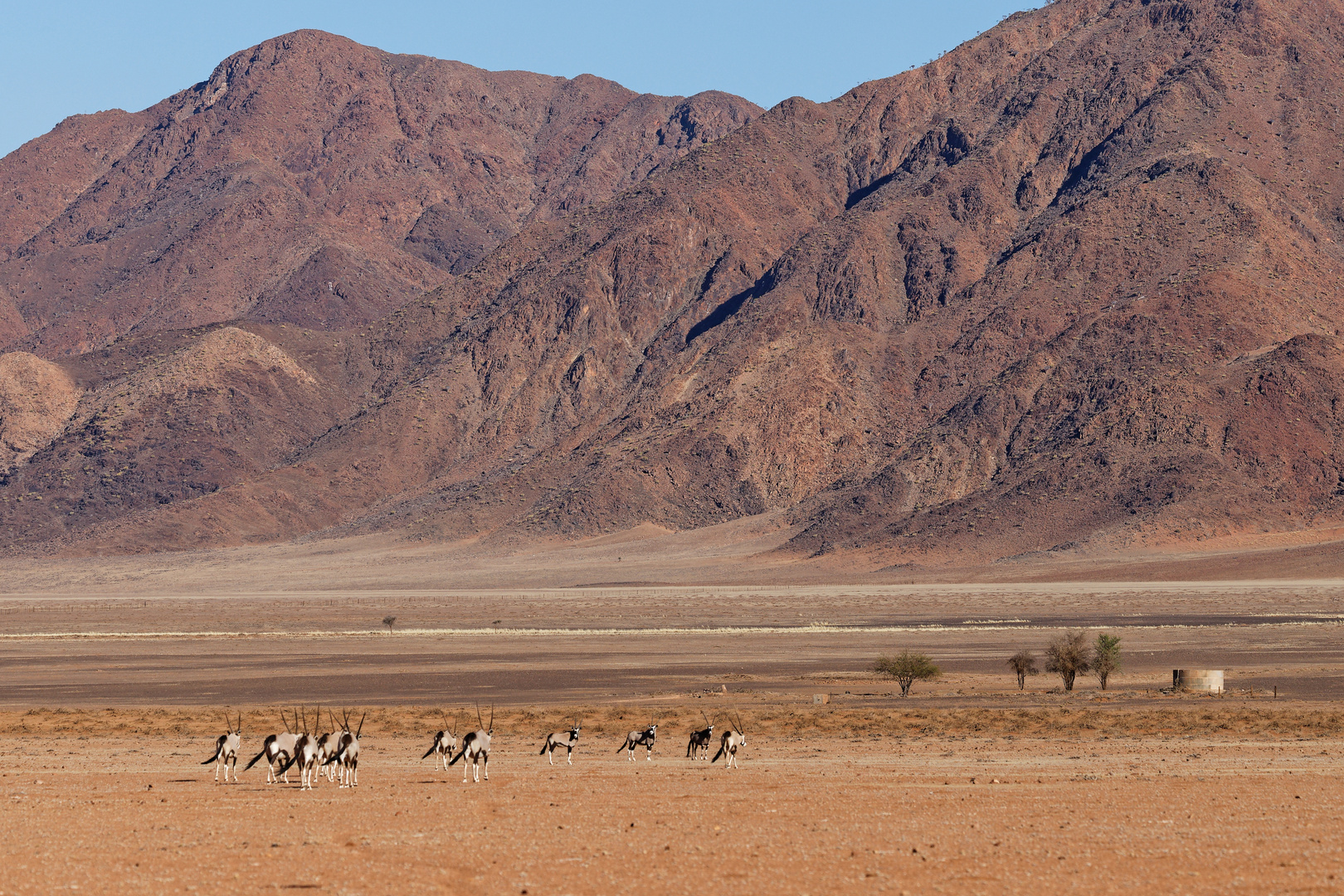 Oryxe im Namib Rand Naturschutzgebiet
