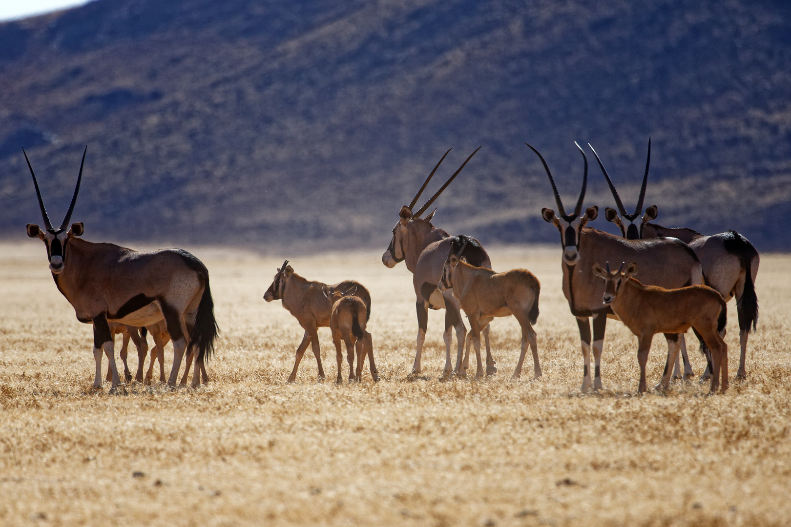 Oryxe im Namib Rand Naturschutzgebiet_3