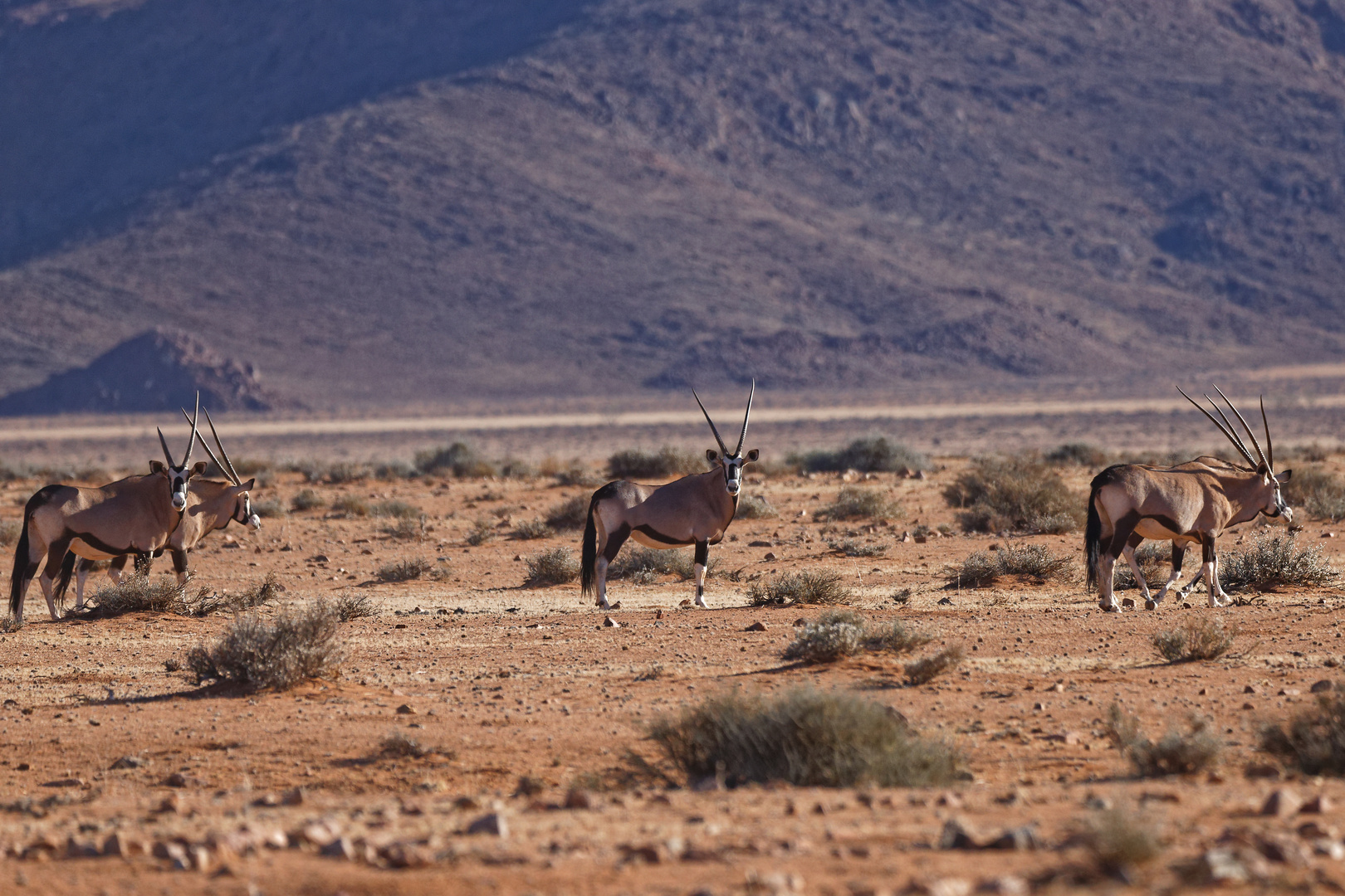 Oryxe im Namib Rand Naturschutzgebiet_5