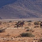 Oryxe im Namib Rand Naturschutzgebiet_5