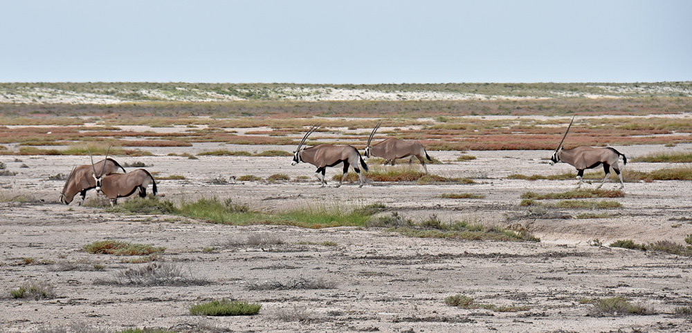 Oryxe in Etosha