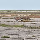 Oryxe in Etosha
