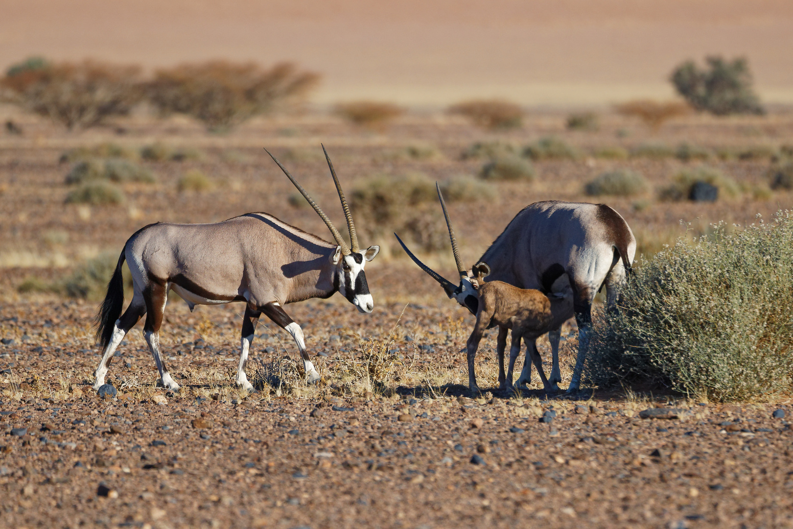 Oryxe mit Jungem