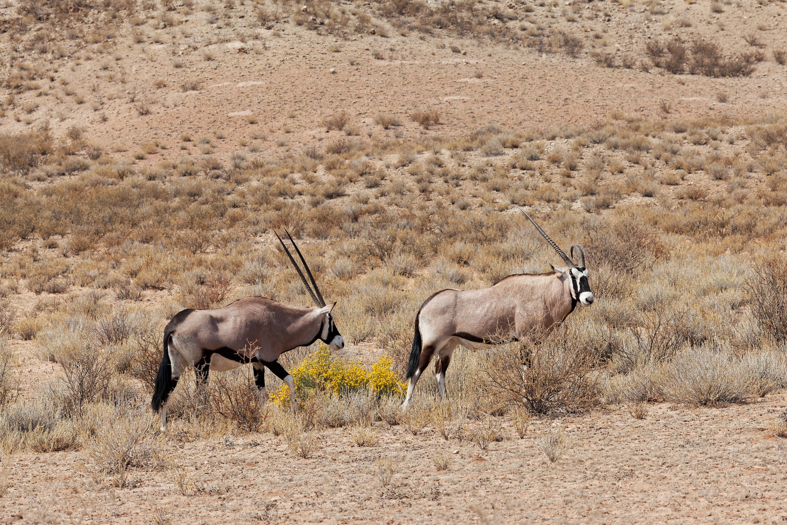 Oryxe_1 Foto & Bild world, natur, south africa Bilder auf