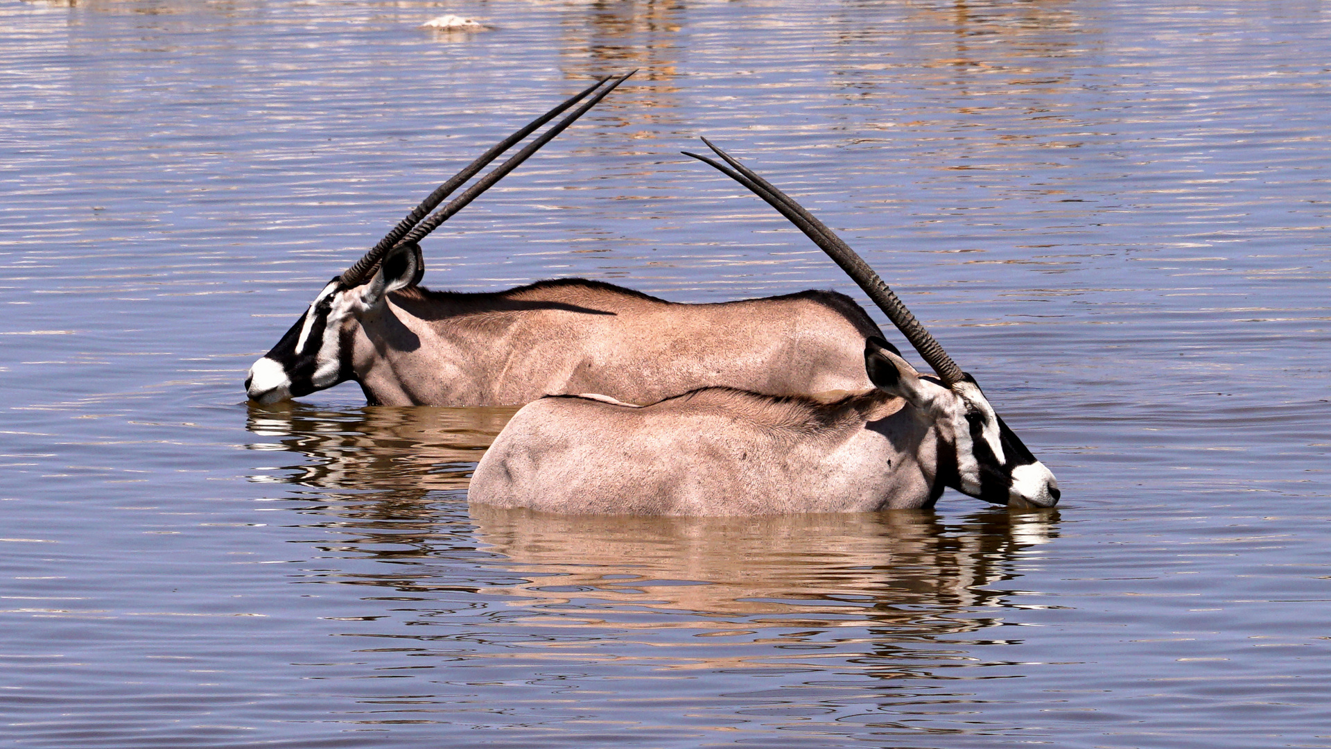 Oryxes Foto & Bild africa, southern africa, namibia Bilder auf