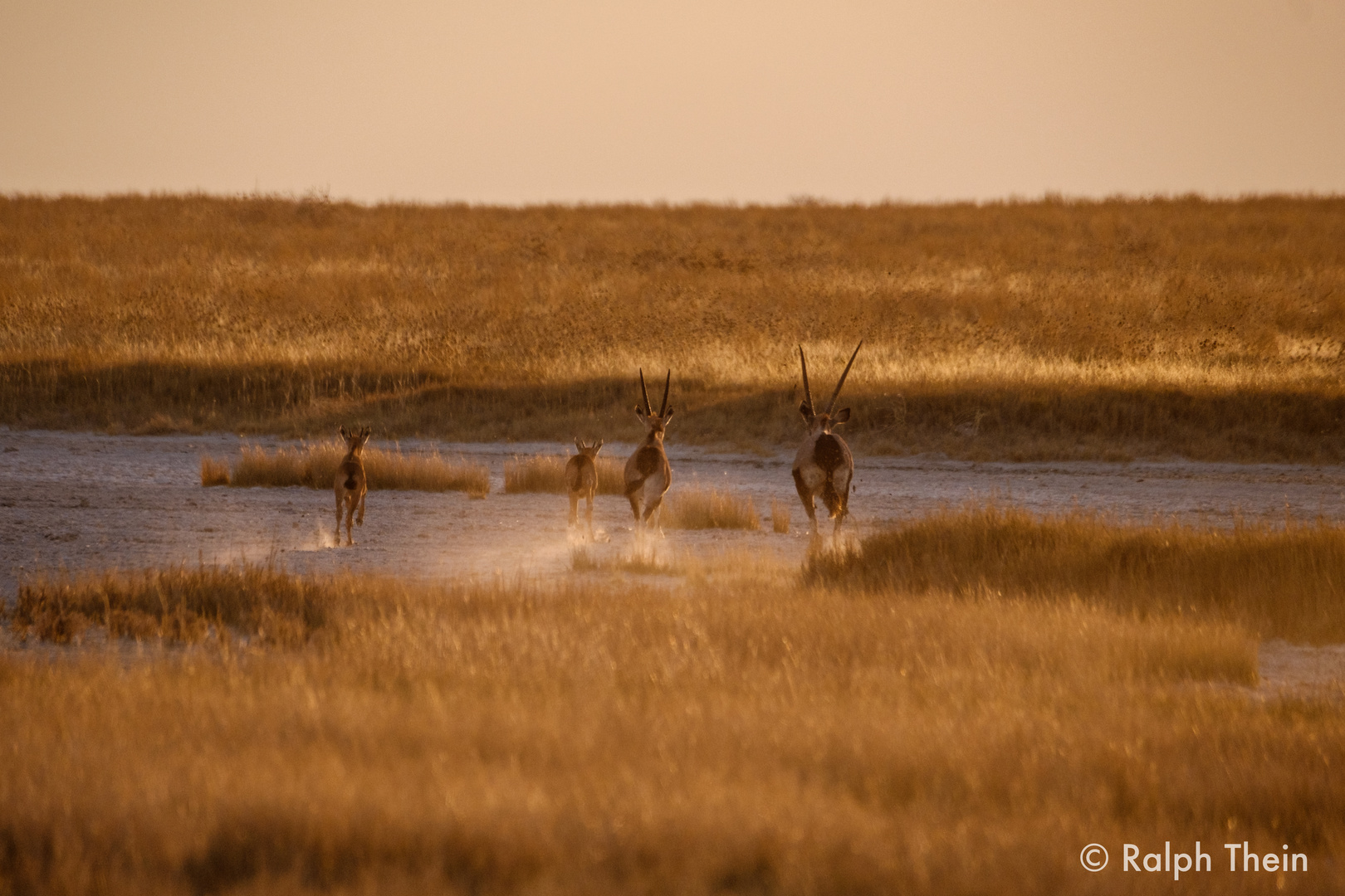 Oryxfamilie auf der Flucht