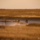 Oryxfamilie auf der Flucht