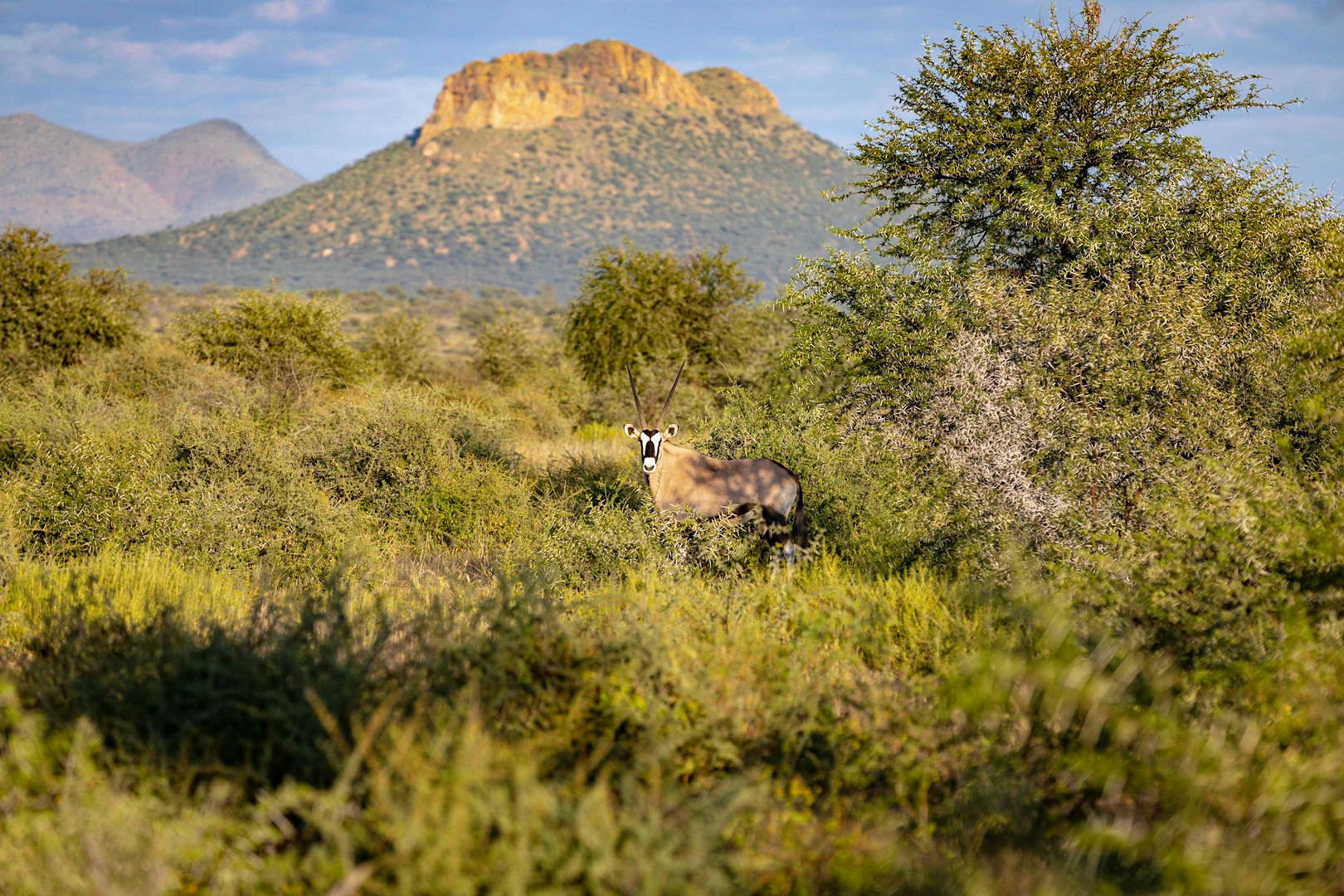Oryx‘s Camouflage Foto & Bild africa, southern africa, namibia Bilder