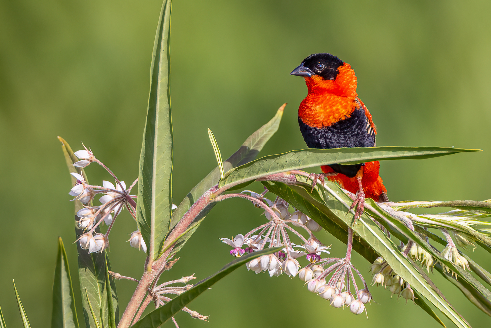 Oryxweber (Red-Bishop)