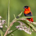 Oryxweber (Red-Bishop)