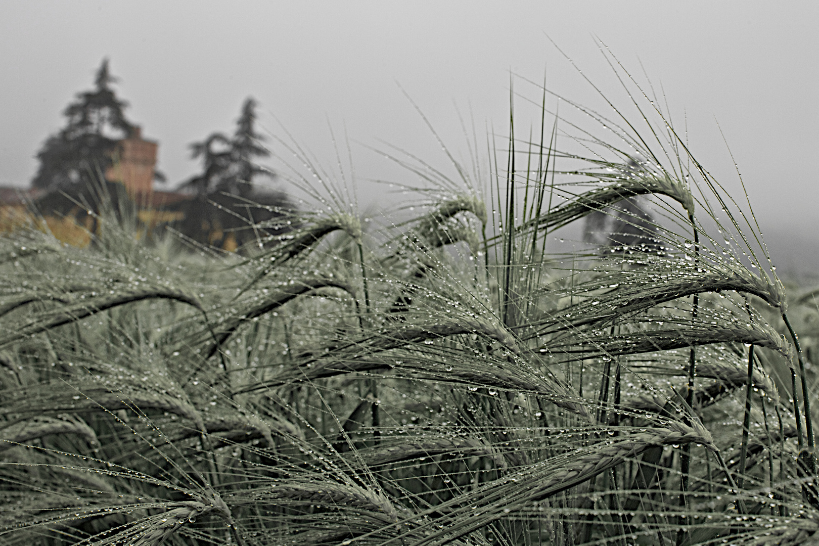 Orzo di primavera