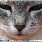 OS X Lion - inside out