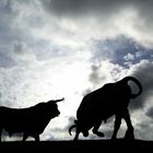 Osborne bodega bulls in El Puerto de Santa María