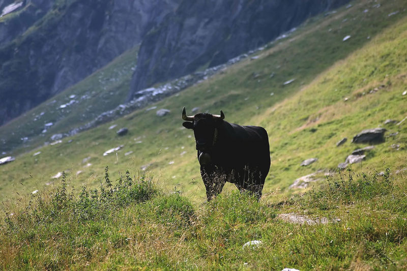 Osborne Sherry Werbung in den Alpen?