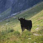 Osborne Sherry Werbung in den Alpen?