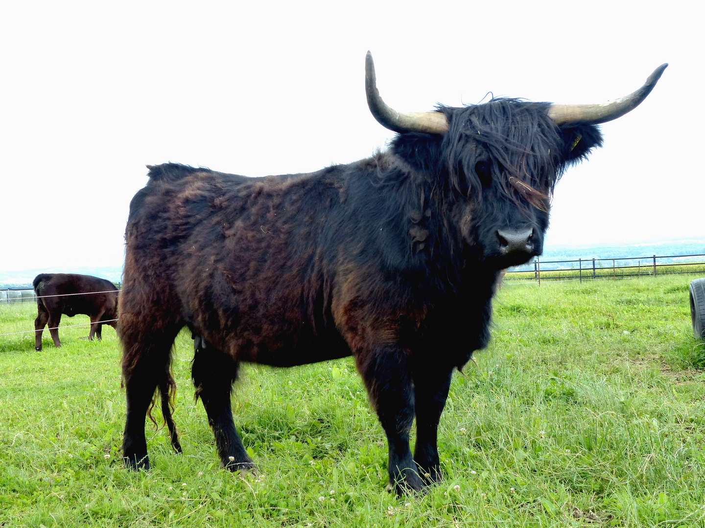  Osborne Stier bei den Grünlandtagen