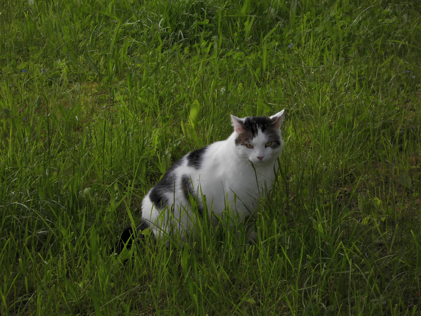 Oscar auf der Katzenwiese im Garten 