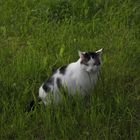Oscar auf der Katzenwiese im Garten 