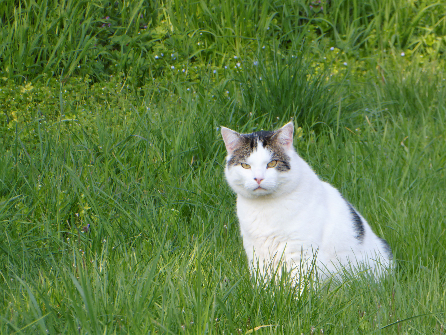 Oscar auf der Wiese