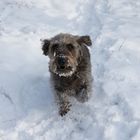 Oscar im Schnee