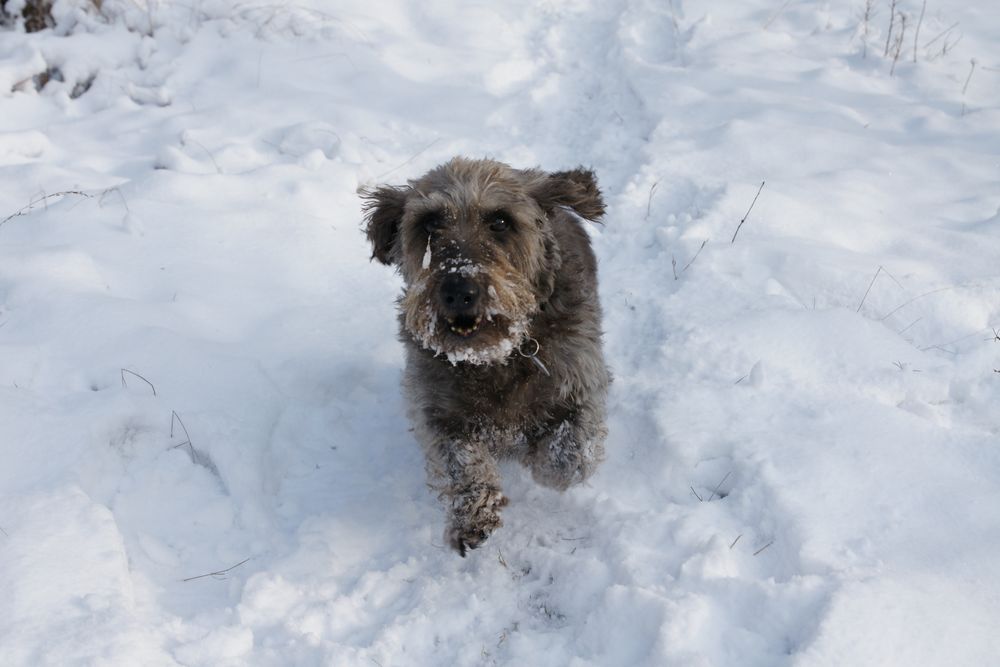 Oscar im Schnee