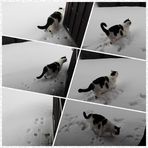 Oscar im Schnee