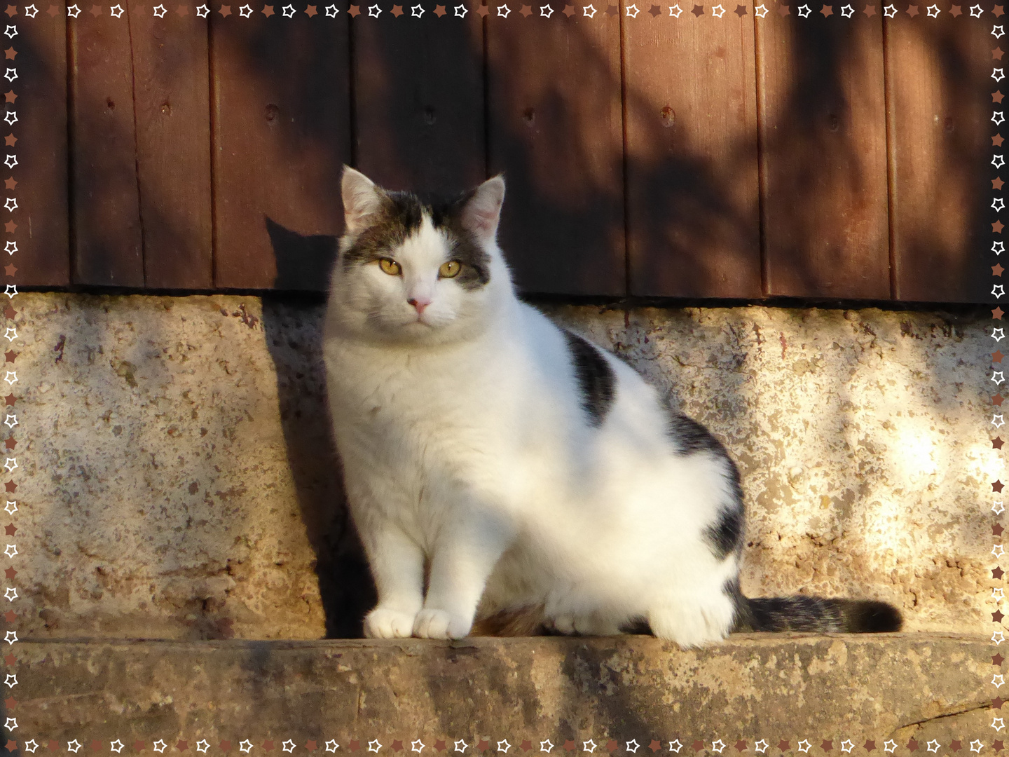 Oscar in der Abendsonne