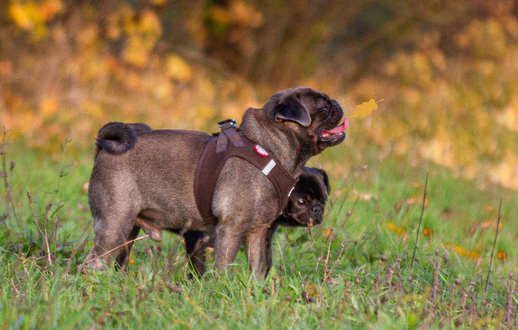 Oscar & Lilly