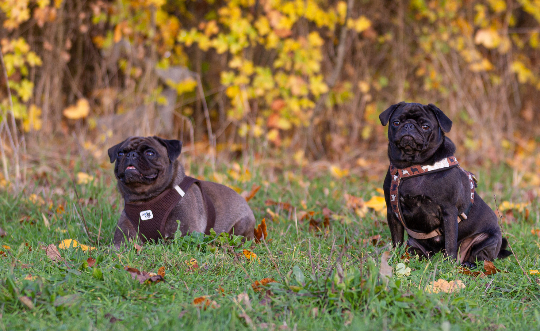 Oscar & Lilly 