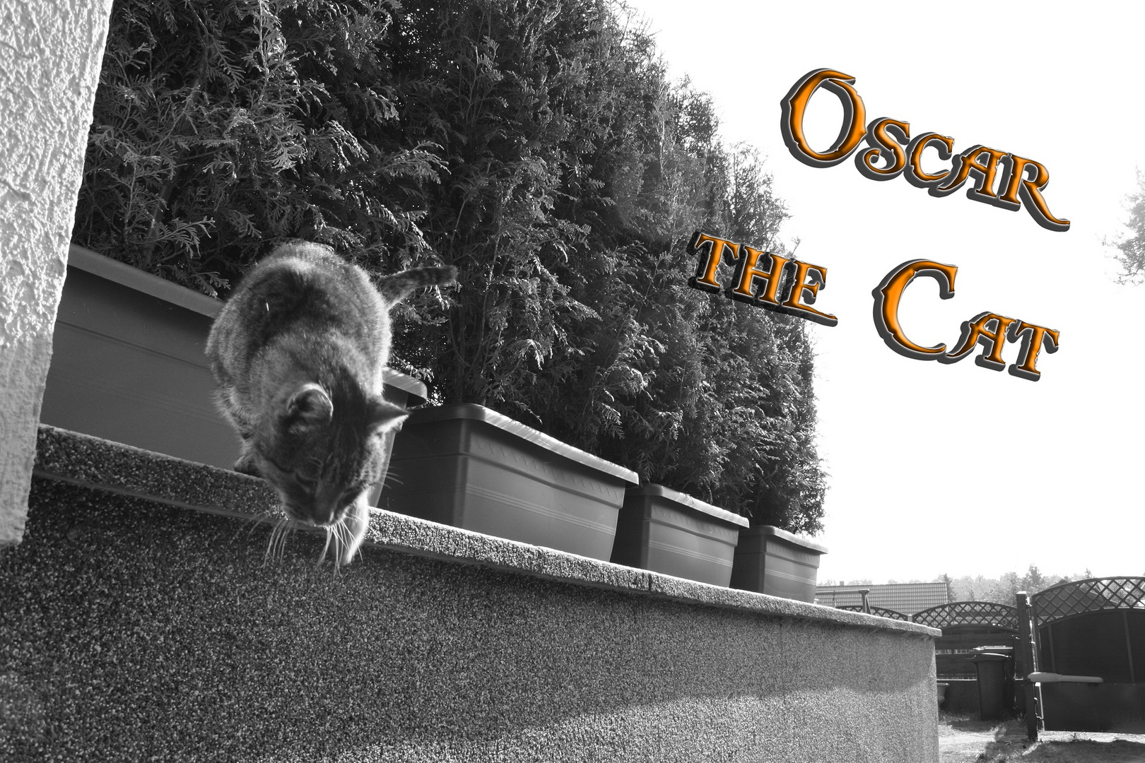 Oscar th CAT