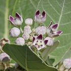 Oscher (Calotropis procera)