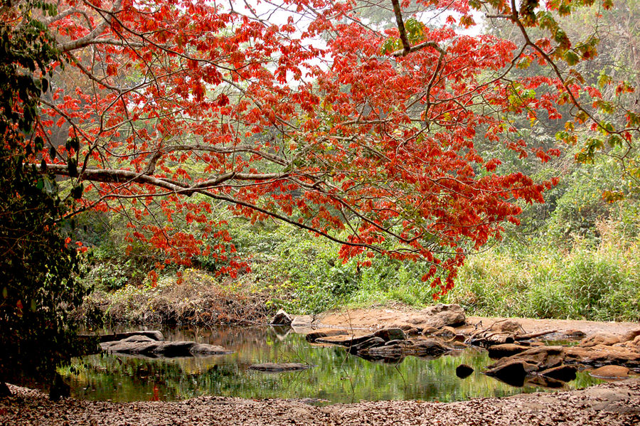 Oshogbo Sacred Grove