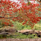 Oshogbo Sacred Grove