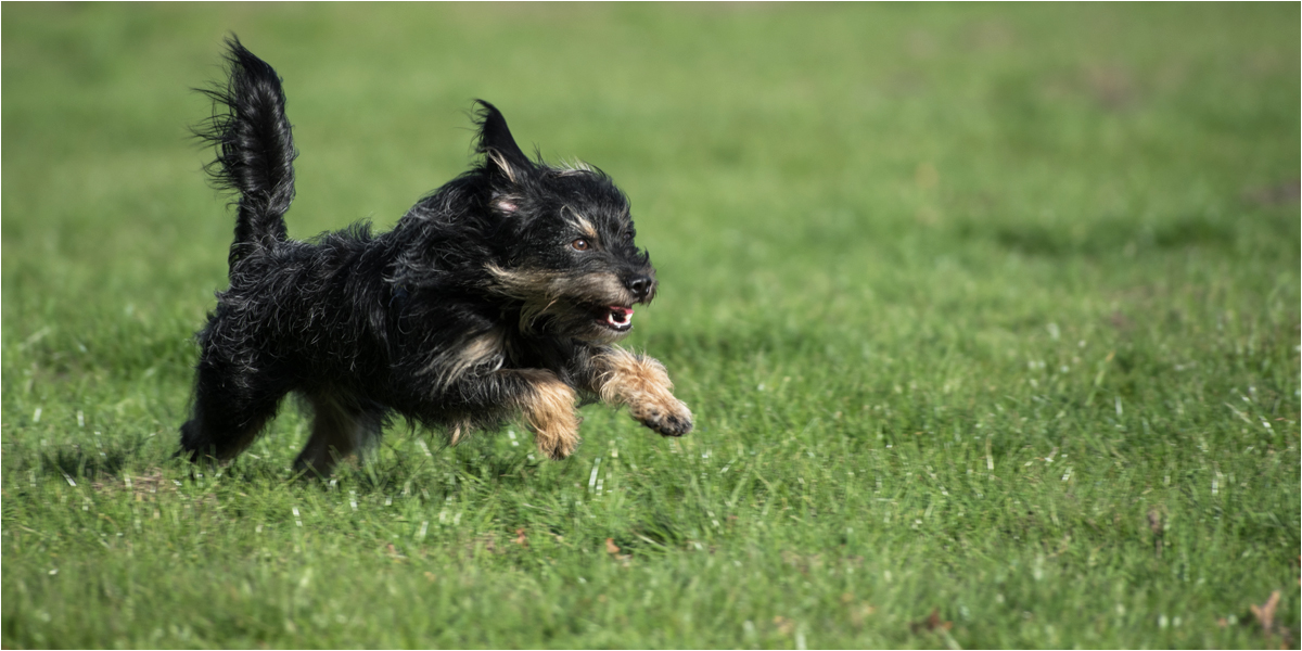 Oskar auf dem Sprung