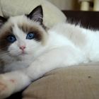 Oskar - Blue Eyed Ragdoll