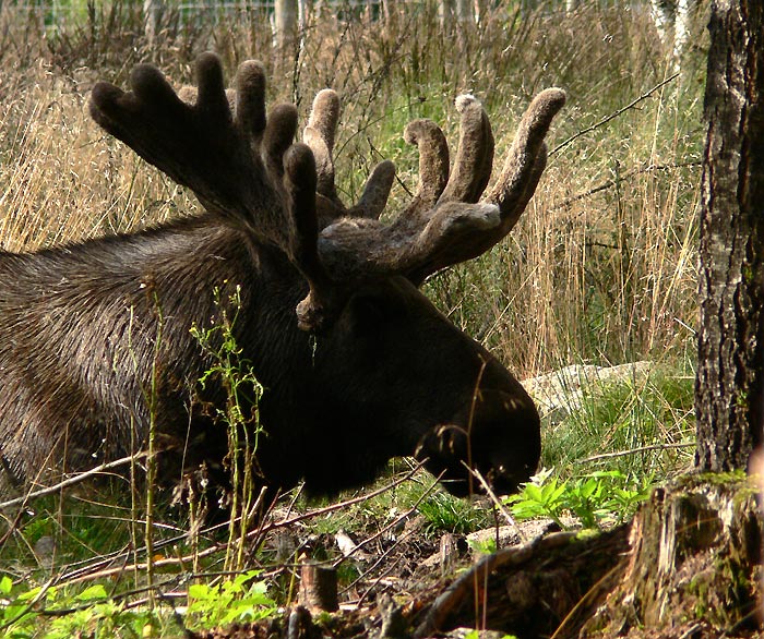 "Oskar"