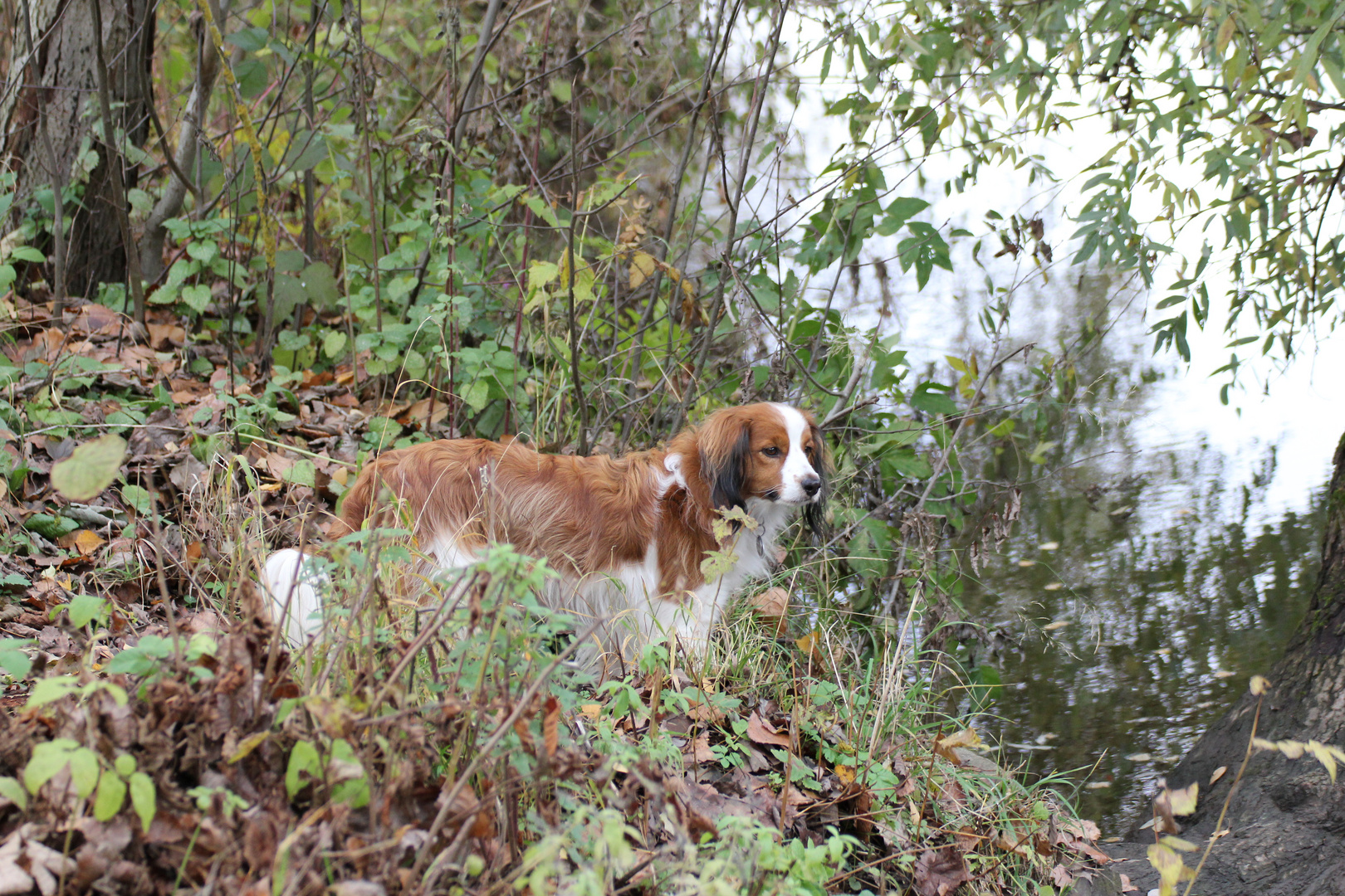 Oskar das Kooikerhondje