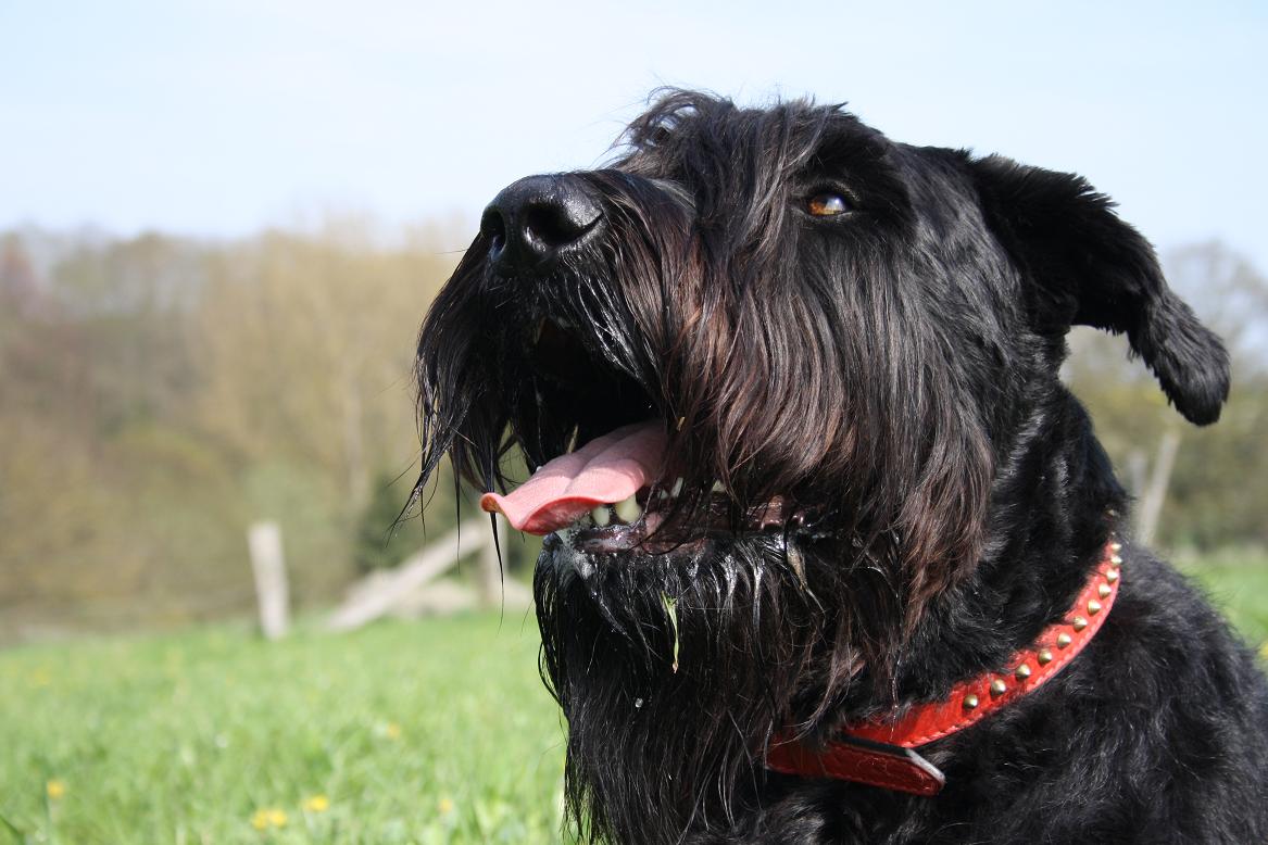 Oskar der Riesenschnauzer