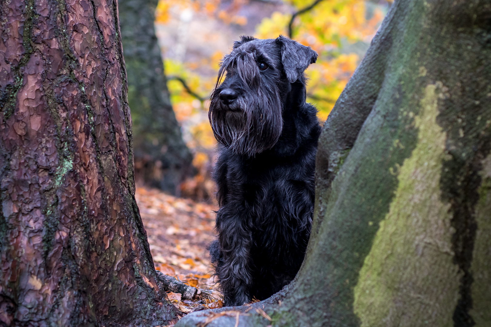 Oskar der Schnauzer