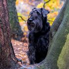 Oskar der Schnauzer