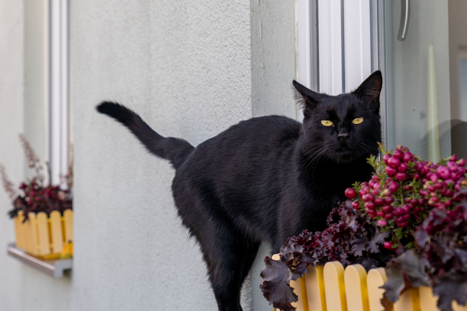 Oskar, der Streuner