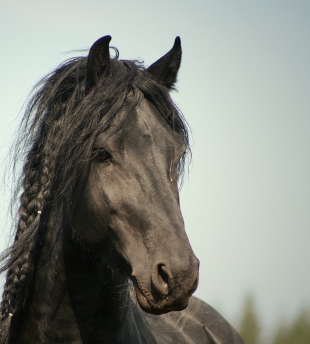 Oskar - Friesenhengst