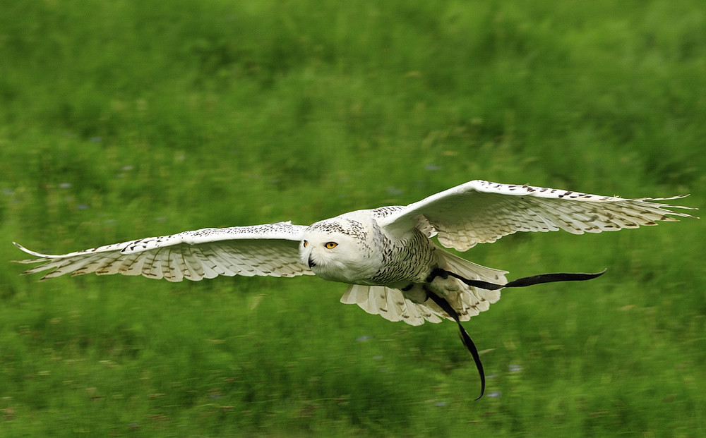 Oskar in flight