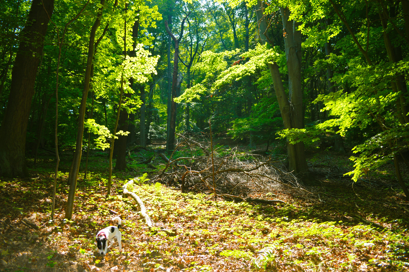 Oskar in the wood