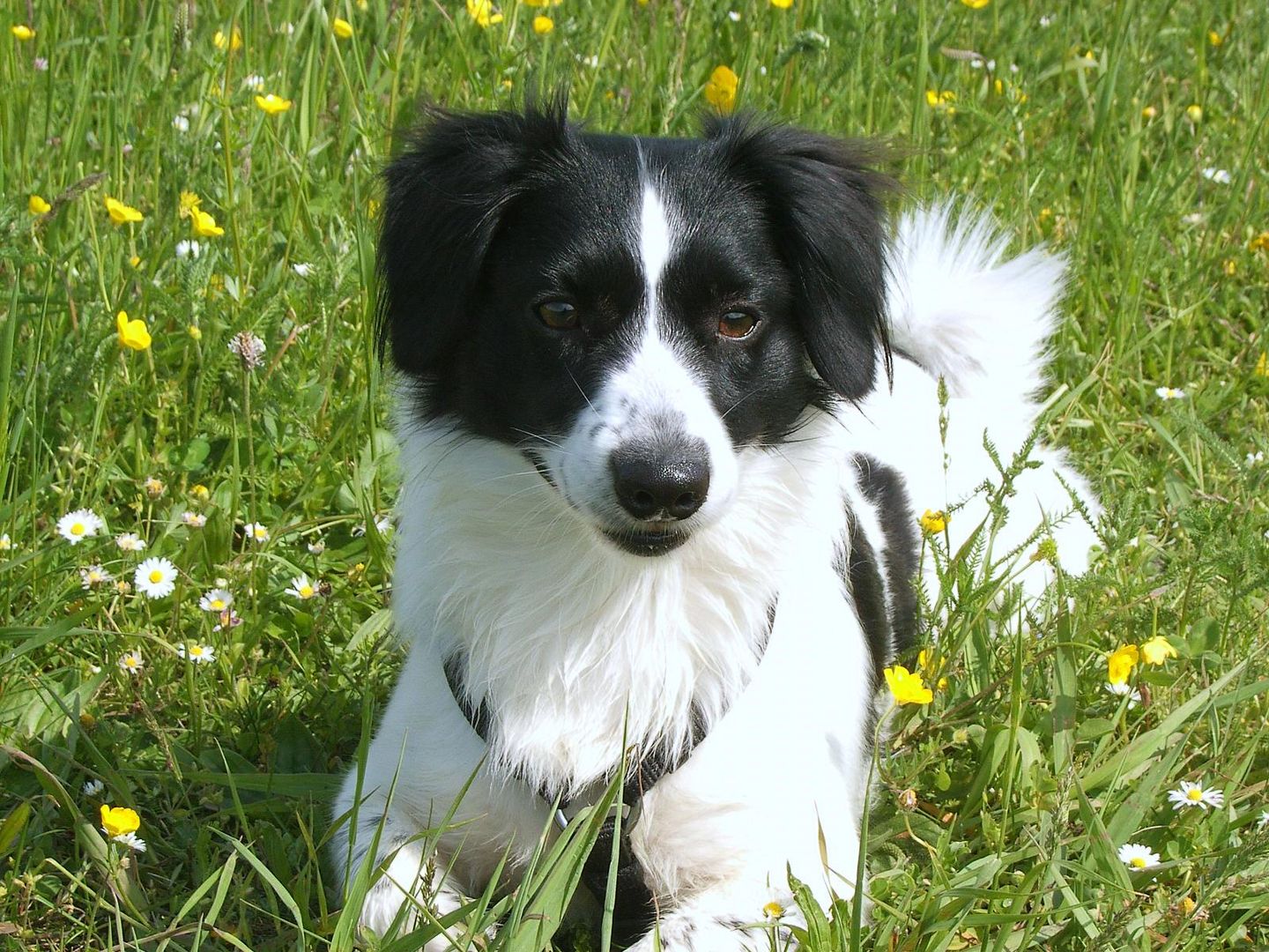 Oskar - Jack Russell Mix