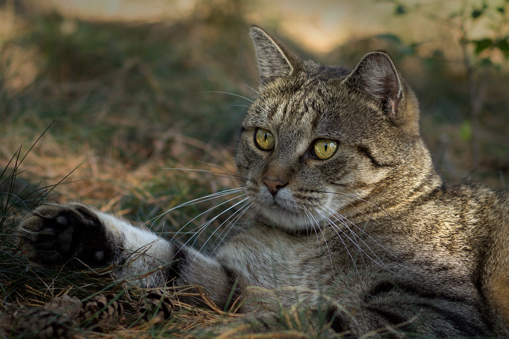 Oskar, mein Wald- und Wiesenkater