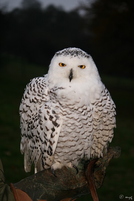 Oskar - Tierpark Sababurg