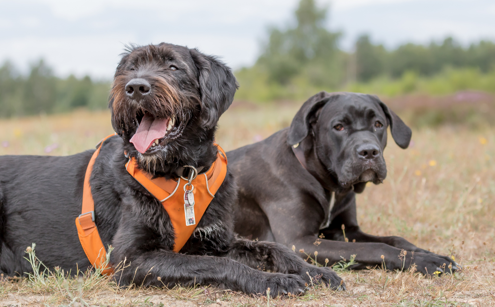 Oskar und Bella